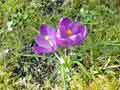 fleur du jardin : Crocus La Brionnerie (Yonne-2003)